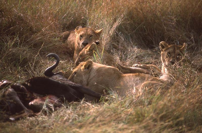 RWT 0186 199-29 Kenya Mara Lions.jpg